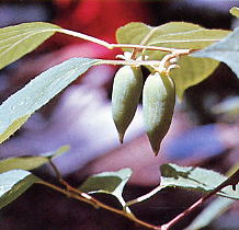 マタタビ木(生薬・漢方薬)