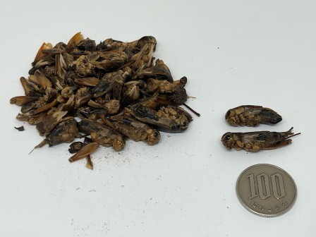 蟋蟀の通信販売は中屋彦十郎薬局