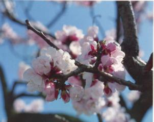 あんずの花