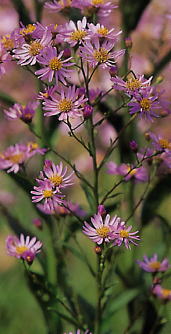 紫苑（シオン、しおん）植物画像：生薬・漢方薬の通信販売