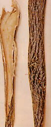 トウダイグサ科のアカメガシワの樹皮