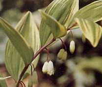 玉竹（イズイ）アマドコロの花:生薬・漢方薬の通信販売