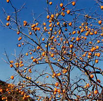柿の木：柿蒂(柿のヘタ）生薬・漢方薬の通信販売