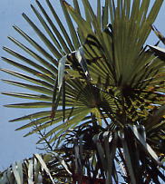 棕櫚葉（しゅろよう、シュロヨウ）生薬・漢方薬の通信販売