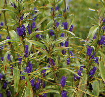 秦艽（じんぎょう、ジンギョウ）生薬・漢方薬の通信販売