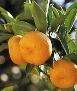 橙皮（トウヒ、とうひ）生薬・漢方薬の通信販売