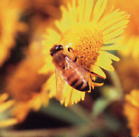 露蜂房（ろほうぼう、ロホウボウ）蜂の巣（生薬・漢方薬）の通販・販売ページ