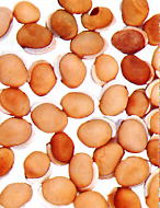 扁豆（白扁豆:ビャクヘンズ、びゃくへんず）生薬の通信販売ページ