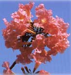「タヒボ」花画像