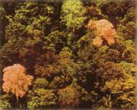 「タヒボ」森の画像