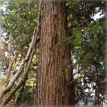 「タヒボ」天然の樹木から