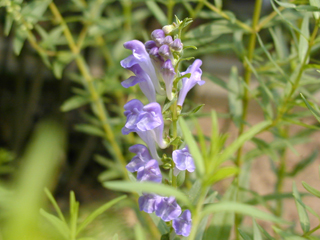 黄芩、おうごん、生薬・漢方薬の通信販売