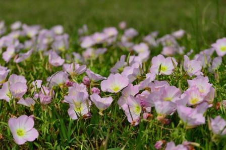 月見草 ツキミソウ 漢方薬 生薬の通信販売の中屋彦十郎薬局